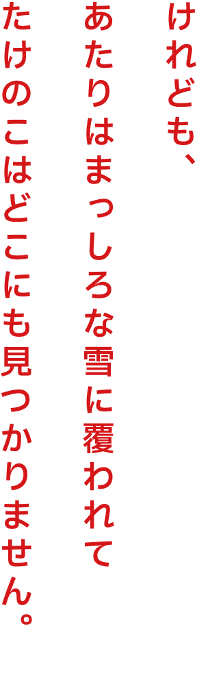 けれども、あたりはまっしろな雪に覆われてたけのこはどこにも見つかりません。
